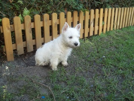 Welpen136