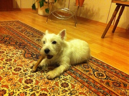Barkley001