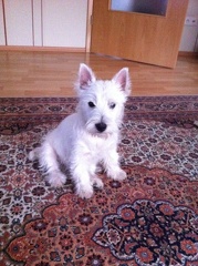 Barkley002