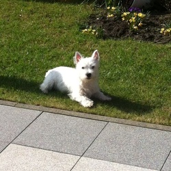 Barkley im neuen Zuhause