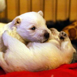 2Woche