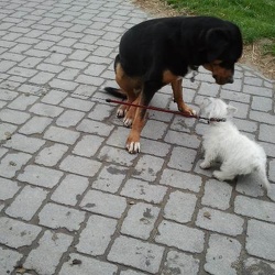 Daisy im neuen Zuhause