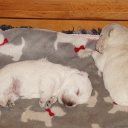 2 Woche