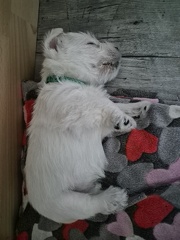WelpenH333